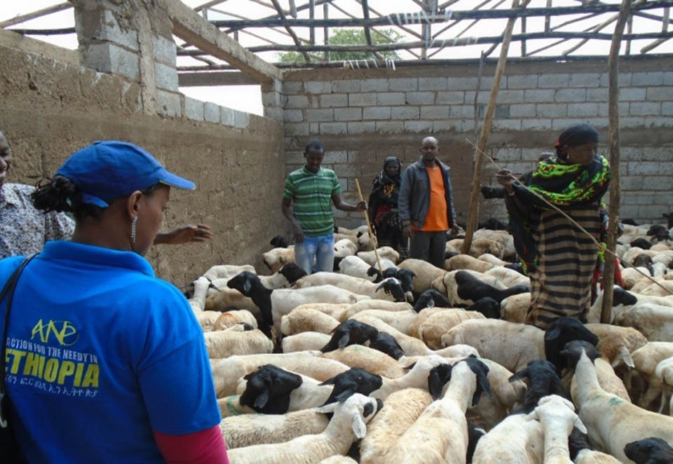 providing breeding sheep and goat for livelihood purpose.jpg